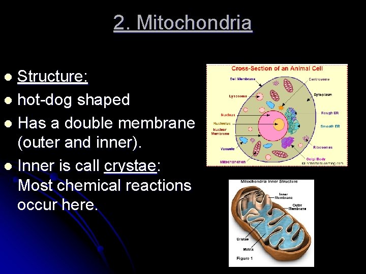 2. Mitochondria Structure: l hot-dog shaped l Has a double membrane (outer and inner). 2. Mitochondria Structure: l hot-dog shaped l Has a double membrane (outer and inner).