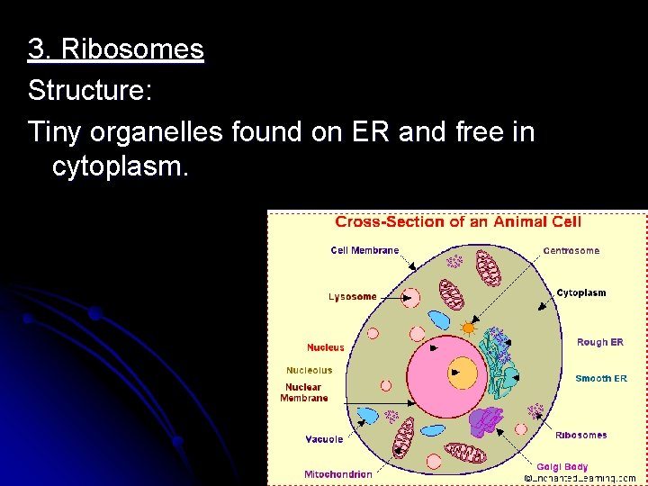 3. Ribosomes Structure: Tiny organelles found on ER and free in cytoplasm. 3. Ribosomes Structure: Tiny organelles found on ER and free in cytoplasm.