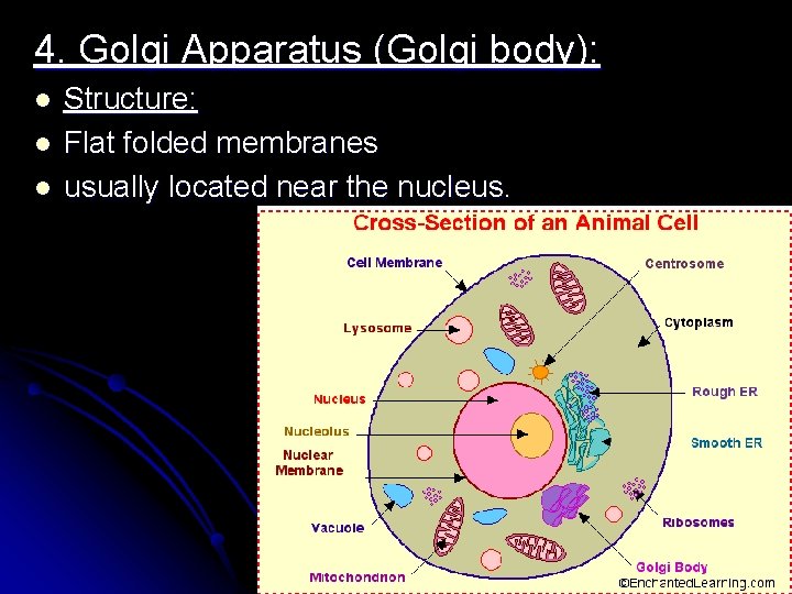 4. Golgi Apparatus (Golgi body): l l l Structure: Flat folded membranes usually located 4. Golgi Apparatus (Golgi body): l l l Structure: Flat folded membranes usually located