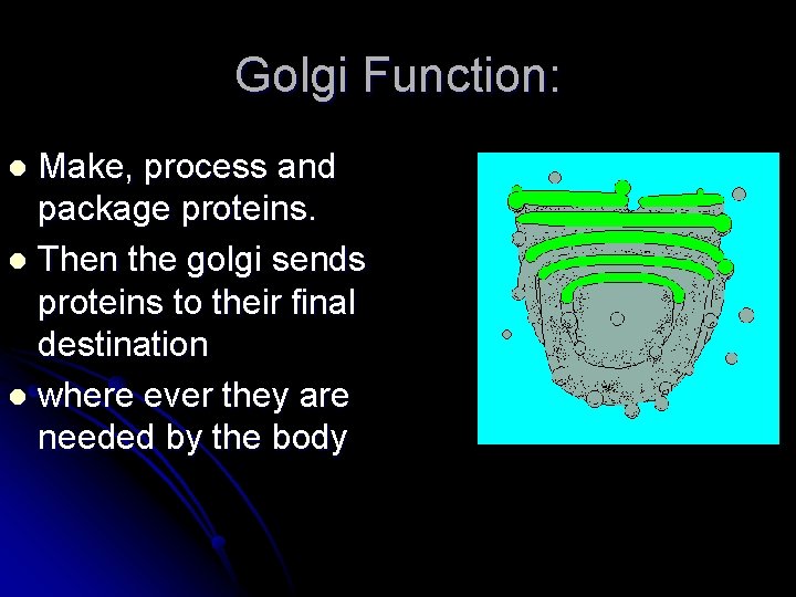 Golgi Function: Make, process and package proteins. l Then the golgi sends proteins to Golgi Function: Make, process and package proteins. l Then the golgi sends proteins to