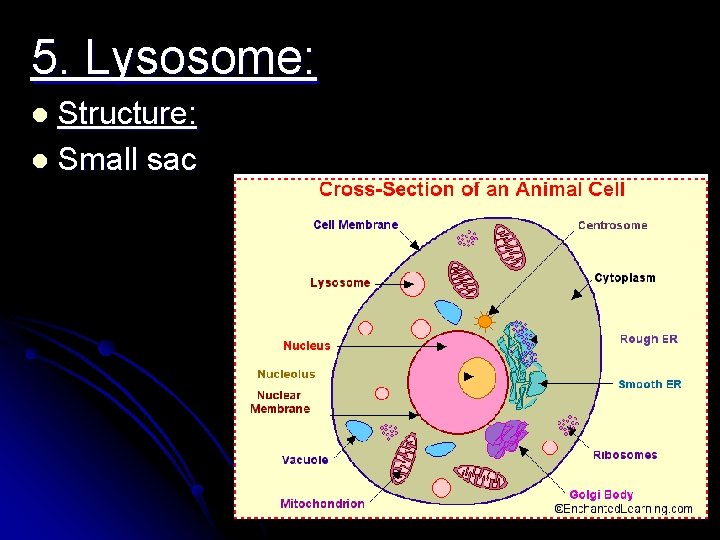 5. Lysosome: Structure: l Small sac l 5. Lysosome: Structure: l Small sac l