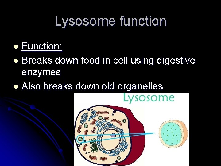 Lysosome function Function: l Breaks down food in cell using digestive enzymes l Also Lysosome function Function: l Breaks down food in cell using digestive enzymes l Also