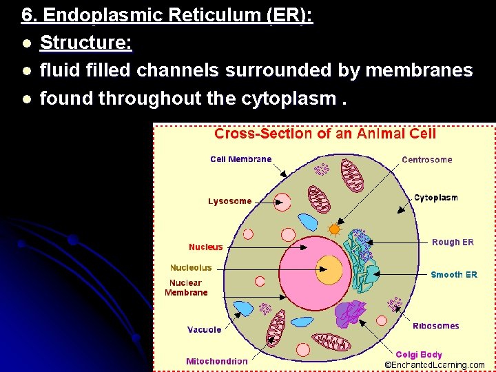 6. Endoplasmic Reticulum (ER): l Structure: l fluid filled channels surrounded by membranes l 6. Endoplasmic Reticulum (ER): l Structure: l fluid filled channels surrounded by membranes l