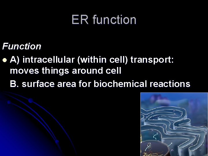 ER function Function l A) intracellular (within cell) transport: moves things around cell B. ER function Function l A) intracellular (within cell) transport: moves things around cell B.