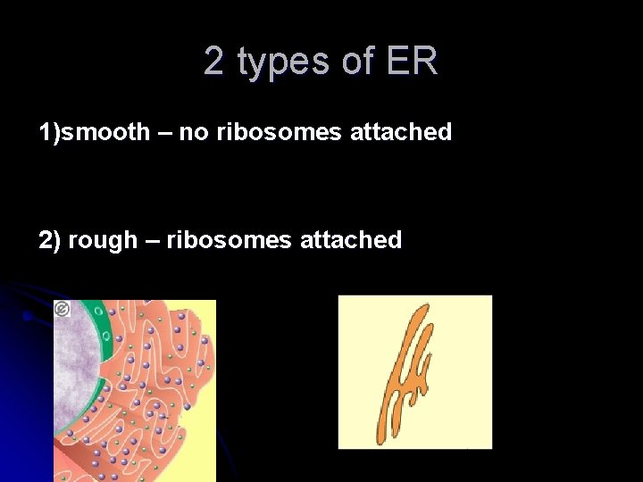 2 types of ER 1)smooth – no ribosomes attached 2) rough – ribosomes attached 2 types of ER 1)smooth – no ribosomes attached 2) rough – ribosomes attached