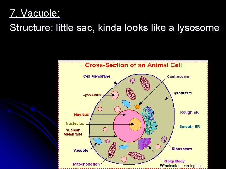 7. Vacuole: Structure: little sac, kinda looks like a lysosome 7. Vacuole: Structure: little sac, kinda looks like a lysosome