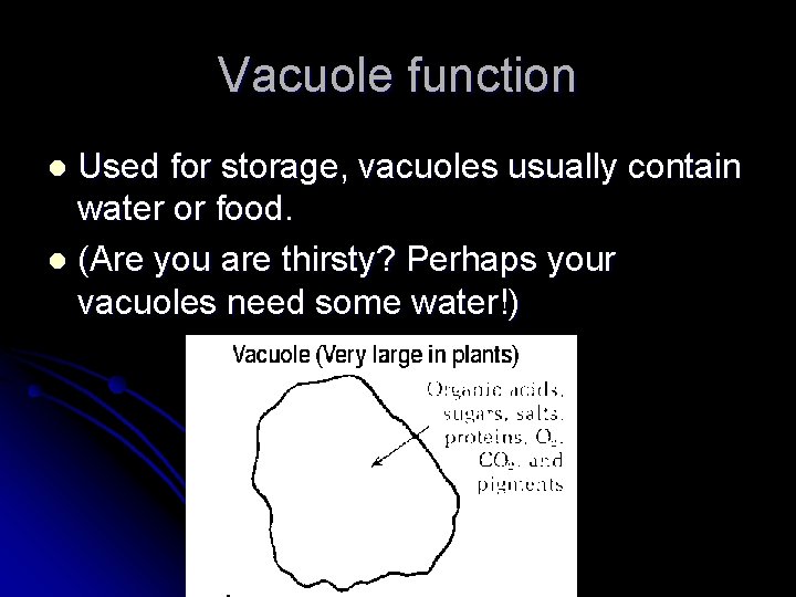 Vacuole function Used for storage, vacuoles usually contain water or food. l (Are you Vacuole function Used for storage, vacuoles usually contain water or food. l (Are you