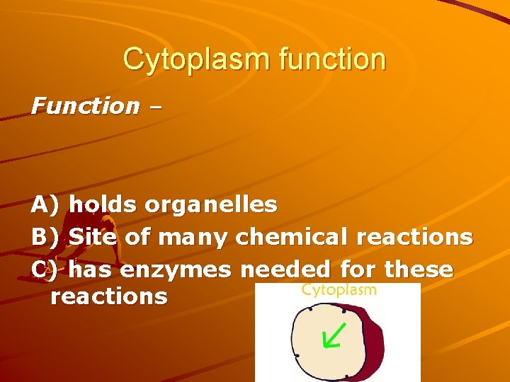 Cytoplasm function Function – A) holds organelles B) Site of many chemical reactions C) Cytoplasm function Function – A) holds organelles B) Site of many chemical reactions C)