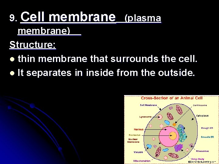 9. Cell membrane (plasma membrane) Structure: l thin membrane that surrounds the cell. l 9. Cell membrane (plasma membrane) Structure: l thin membrane that surrounds the cell. l
