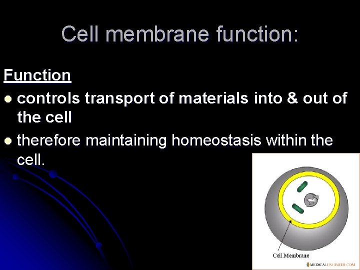 Cell membrane function: Function l controls transport of materials into & out of the Cell membrane function: Function l controls transport of materials into & out of the