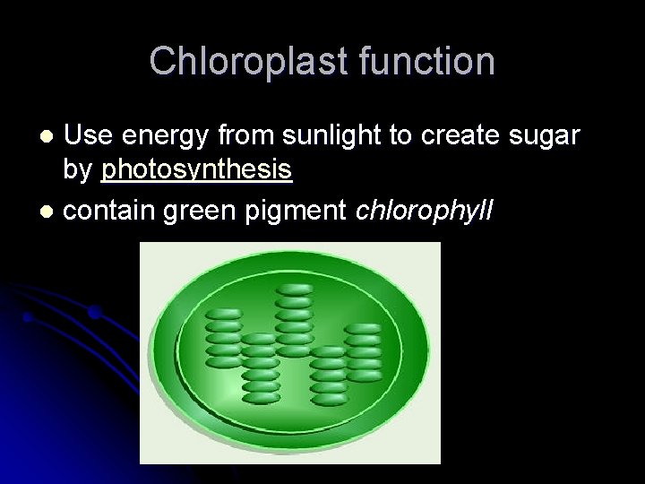 Chloroplast function Use energy from sunlight to create sugar by photosynthesis l contain green Chloroplast function Use energy from sunlight to create sugar by photosynthesis l contain green