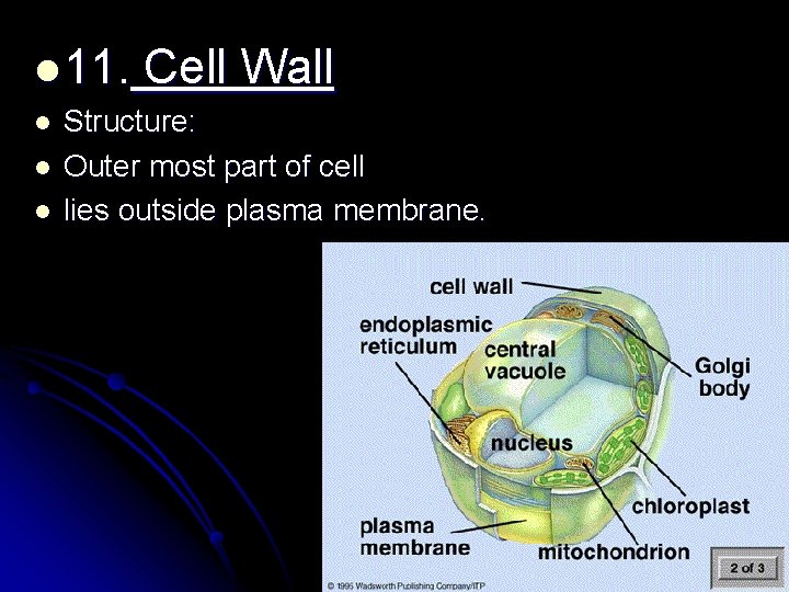 l 11. Cell Wall l Structure: Outer most part of cell lies outside plasma l 11. Cell Wall l Structure: Outer most part of cell lies outside plasma