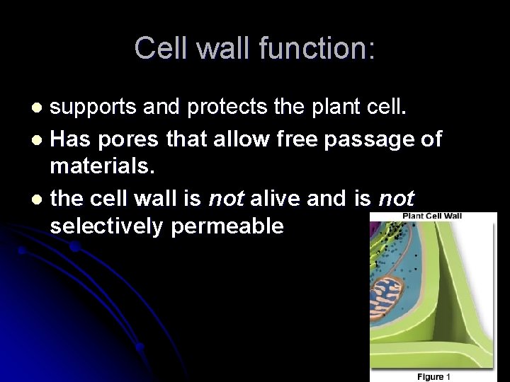 Cell wall function: supports and protects the plant cell. l Has pores that allow Cell wall function: supports and protects the plant cell. l Has pores that allow