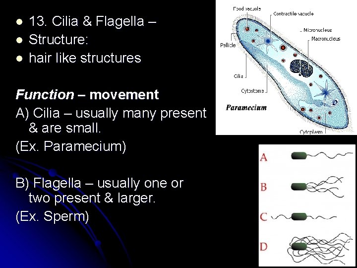 l l l 13. Cilia & Flagella – Structure: hair like structures Function – l l l 13. Cilia & Flagella – Structure: hair like structures Function –
