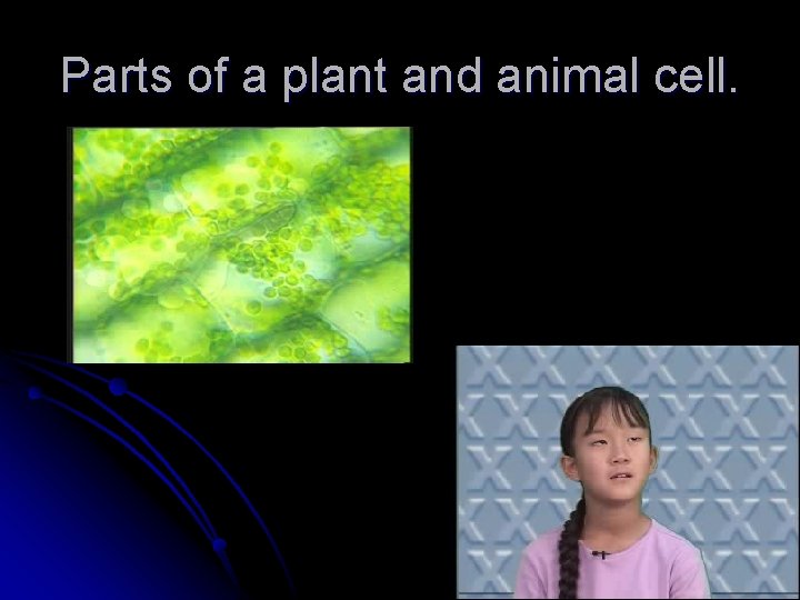 Parts of a plant and animal cell. Parts of a plant and animal cell.