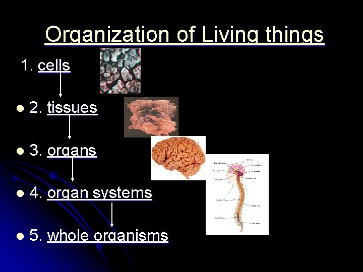 Organization of Living things 1. cells l 2. tissues l 3. organs l Organization of Living things 1. cells l 2. tissues l 3. organs l