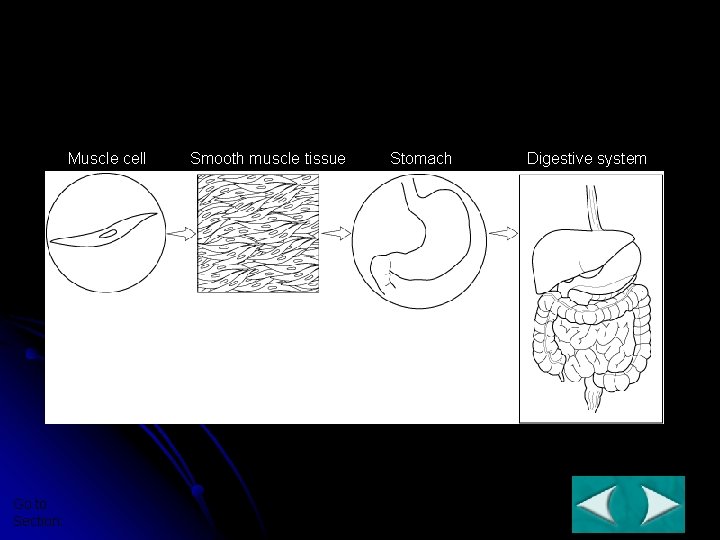 Levels of Organization Section 7 - 4 Muscle cell Go to Section: Smooth muscle Levels of Organization Section 7 - 4 Muscle cell Go to Section: Smooth muscle