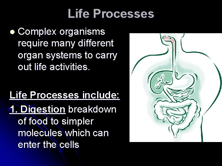 Life Processes l Complex organisms require many different organ systems to carry out life Life Processes l Complex organisms require many different organ systems to carry out life