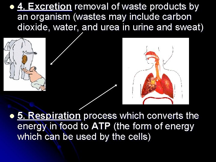 l 4. Excretion removal of waste products by an organism (wastes may include carbon l 4. Excretion removal of waste products by an organism (wastes may include carbon