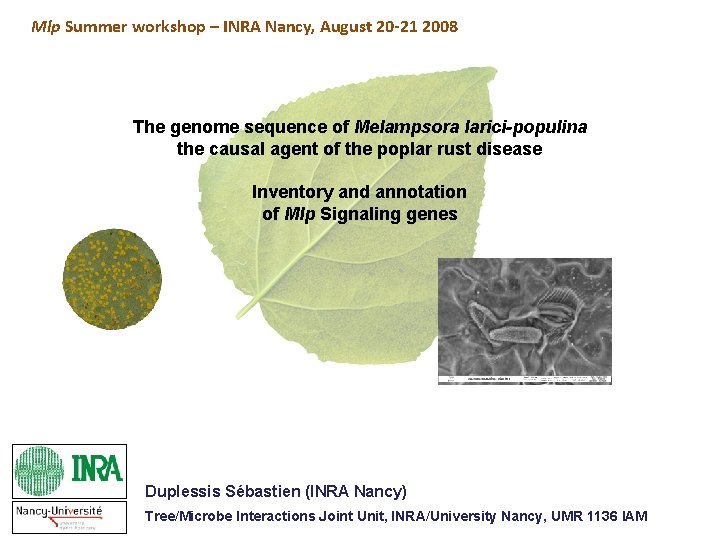 Mlp Summer workshop – INRA Nancy, August 20 -21 2008 The genome sequence of Mlp Summer workshop – INRA Nancy, August 20 -21 2008 The genome sequence of