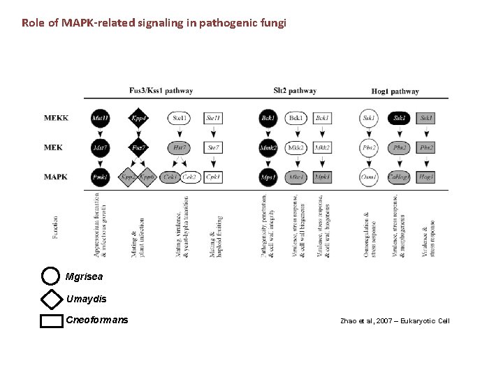 Role of MAPK-related signaling in pathogenic fungi Mgrisea Umaydis Cneoformans Zhao et al, 2007 Role of MAPK-related signaling in pathogenic fungi Mgrisea Umaydis Cneoformans Zhao et al, 2007