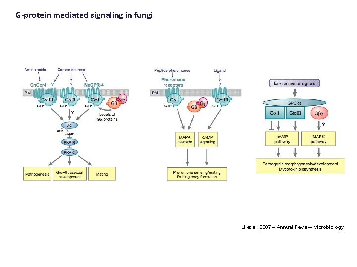 G-protein mediated signaling in fungi Li et al, 2007 – Annual Review Microbiology G-protein mediated signaling in fungi Li et al, 2007 – Annual Review Microbiology