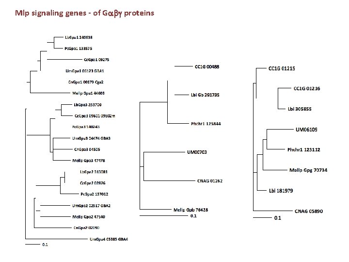 Mlp signaling genes - of G proteins Mlp signaling genes - of G proteins