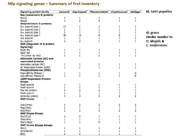 Mlp signaling genes – Summary of first inventory M. larici-populina 41 genes Similar number Mlp signaling genes – Summary of first inventory M. larici-populina 41 genes Similar number