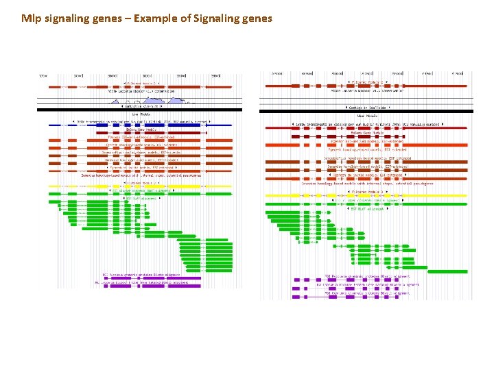 Mlp signaling genes – Example of Signaling genes Mlp signaling genes – Example of Signaling genes