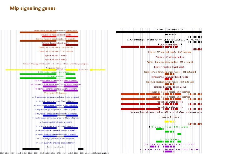 Mlp signaling genes Mlp signaling genes