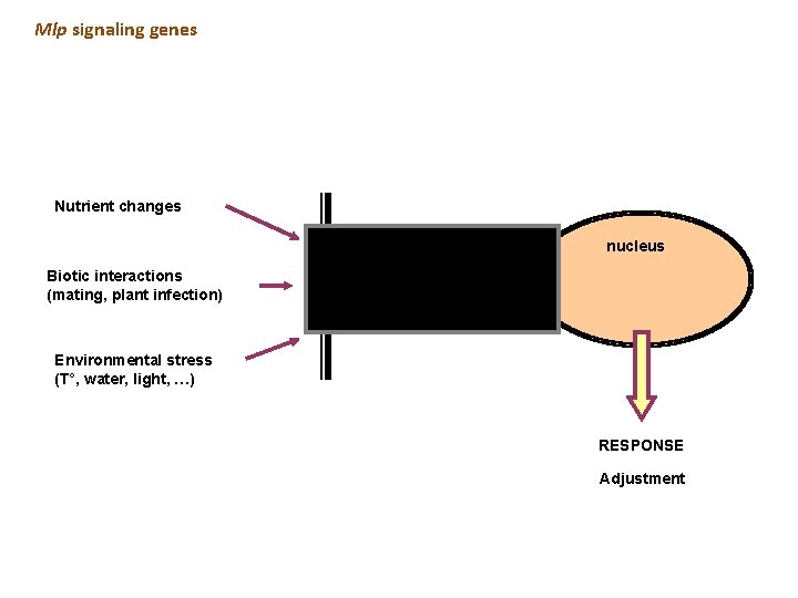 Mlp signaling genes Nutrient changes nucleus Biotic interactions (mating, plant infection) Environmental stress (T°, Mlp signaling genes Nutrient changes nucleus Biotic interactions (mating, plant infection) Environmental stress (T°,