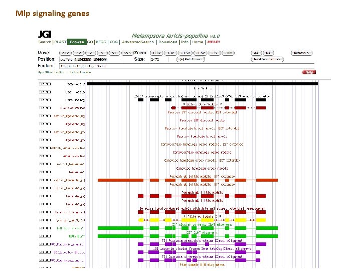 Mlp signaling genes Mlp signaling genes