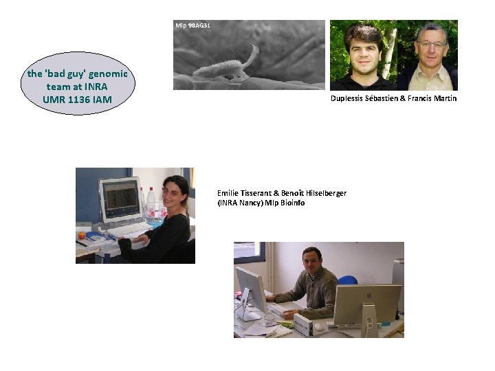 Mlp 98 AG 31 the 'bad guy' genomic team at INRA UMR 1136 IAM Mlp 98 AG 31 the 'bad guy' genomic team at INRA UMR 1136 IAM