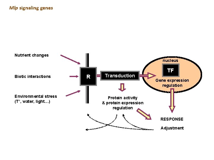 Mlp signaling genes Nutrient changes nucleus Biotic interactions Environmental stress (T°, water, light…) R Mlp signaling genes Nutrient changes nucleus Biotic interactions Environmental stress (T°, water, light…) R