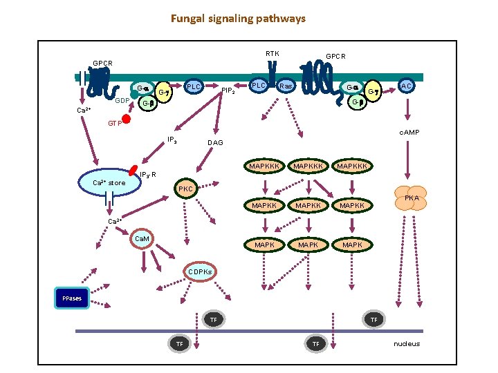 Fungal signaling pathways RTK GPCR G- GDP Ca 2+ PLC G- PIP 2 PLC Fungal signaling pathways RTK GPCR G- GDP Ca 2+ PLC G- PIP 2 PLC