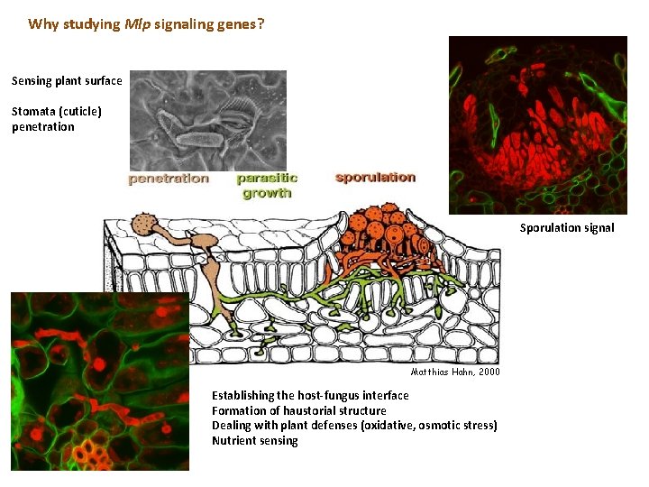 Why studying Mlp signaling genes? Sensing plant surface Stomata (cuticle) penetration Sporulation signal Matthias Why studying Mlp signaling genes? Sensing plant surface Stomata (cuticle) penetration Sporulation signal Matthias