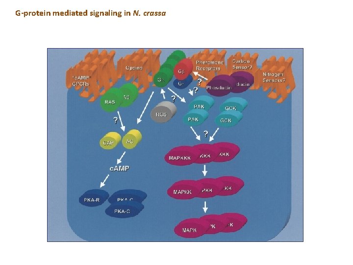 G-protein mediated signaling in N. crassa G-protein mediated signaling in N. crassa