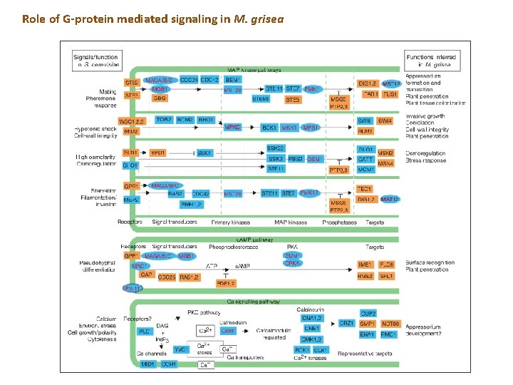 Role of G-protein mediated signaling in M. grisea Role of G-protein mediated signaling in M. grisea