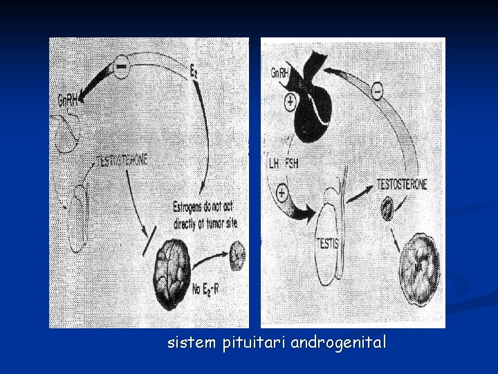 sistem pituitari androgenital 