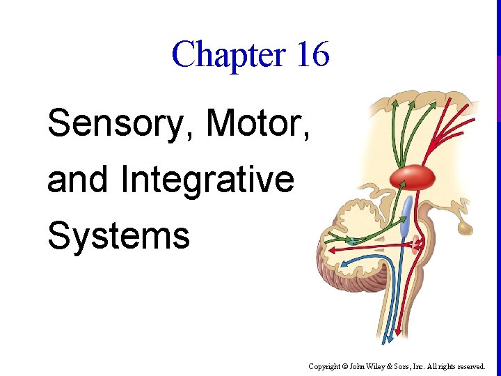 Chapter 16 Sensory, Motor, and Integrative Systems Copyright © John Wiley & Sons, Inc.