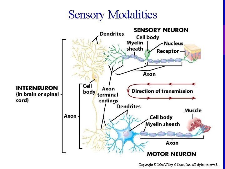 Sensory Modalities Copyright © John Wiley & Sons, Inc. All rights reserved. 