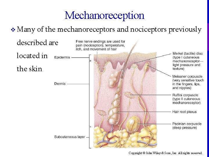 Mechanoreception v Many of the mechanoreceptors and nociceptors previously described are located in the