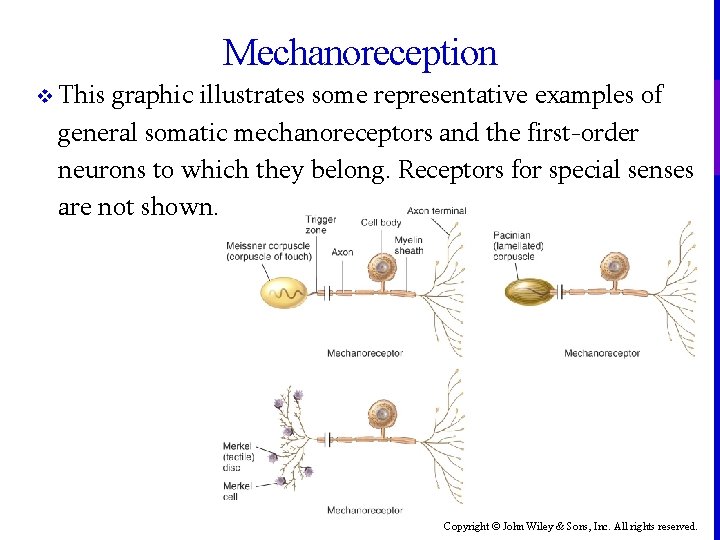 Mechanoreception v This graphic illustrates some representative examples of general somatic mechanoreceptors and the