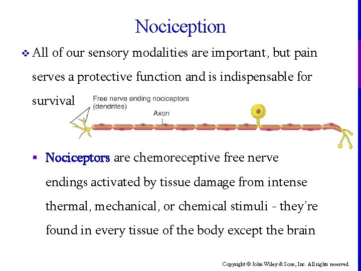 Nociception v All of our sensory modalities are important, but pain serves a protective