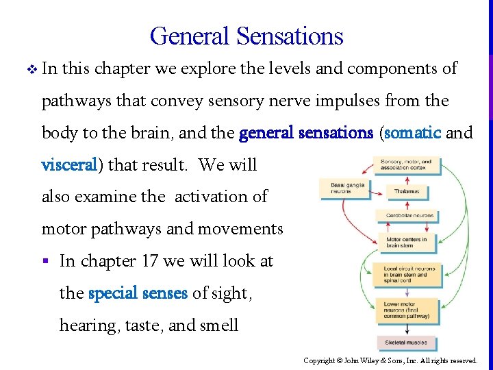 General Sensations v In this chapter we explore the levels and components of pathways