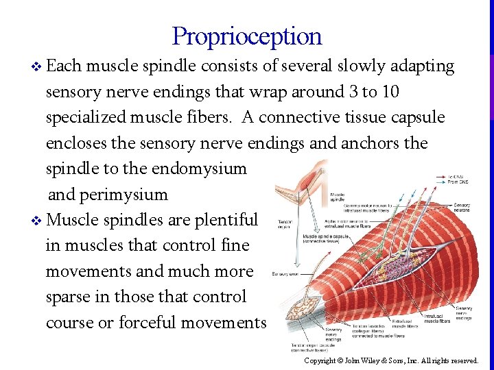 Proprioception Each muscle spindle consists of several slowly adapting sensory nerve endings that wrap