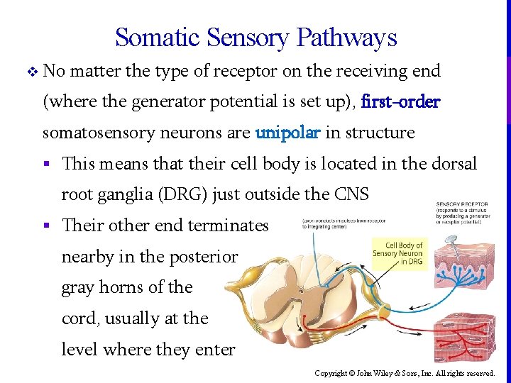 Somatic Sensory Pathways v No matter the type of receptor on the receiving end