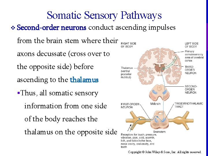 Somatic Sensory Pathways v Second-order neurons conduct ascending impulses from the brain stem where