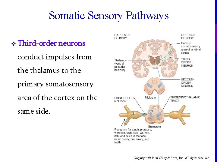 Somatic Sensory Pathways v Third-order neurons conduct impulses from the thalamus to the primary