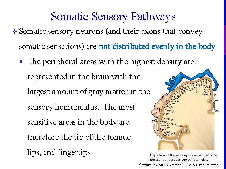 Somatic Sensory Pathways v Somatic sensory neurons (and their axons that convey somatic sensations)